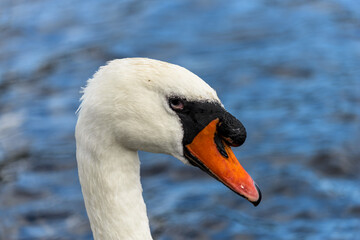 Portrait of a white swan in water