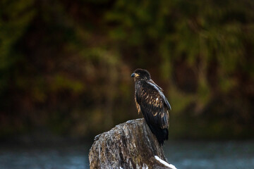 Young juvenile brown American bald eagle birds perched on tree trunk in rainy forest in Pacific Northwest USA