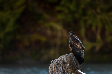 Young juvenile brown American bald eagle birds perched on tree trunk in rainy forest in Pacific Northwest USA
