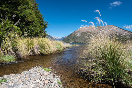 The Black Valley Stream as it enters Lake Rotoiti in Nelson Lakes National Park, New Zealand. Trees and toetoe line the banks, with Pourangahau/Mount Robert in the background. 