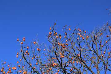 青空と柿とムクドリ