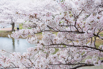 桜の咲く水辺の公園
