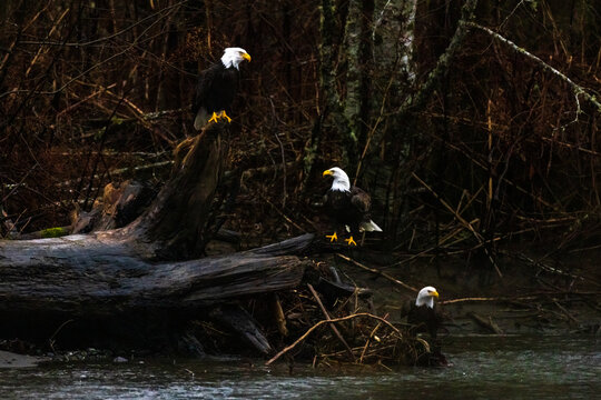 Group of multiple majestic American bald eagle birds perched on tree trunk rocky river in rainy Pacific Northwest USA
