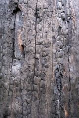 Close up of bushfire damaged burnt tree bark