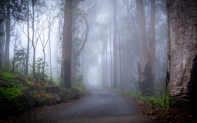Misty road surrounded by trees