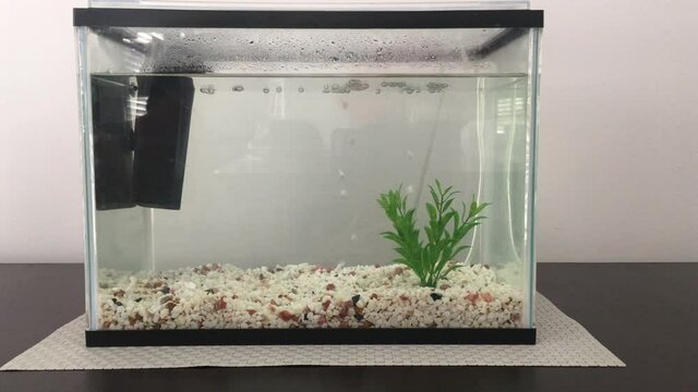 An aquarium fish tank full of water, plant, pebbles stones and air pump but without a fish in it.