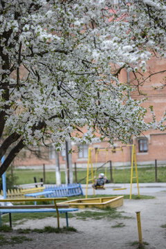 Blooming trees with white flowers, park child rides on a swing