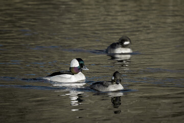 Bufflehead 