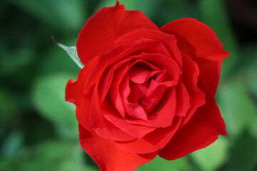 rose flower