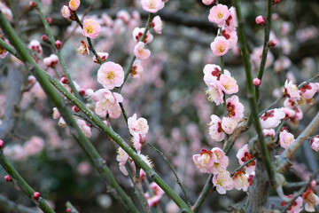 早春に咲くピンク色の梅の花　見驚（大船フラワーセンター）