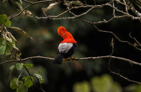 Male andean cock-of-the-rock Rupicola peruvianus tunki passerine bird cotinga on tree branch near Machu Picchu Peru