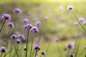 The background image of the colorful flowers