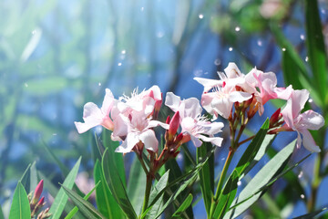 white Nerium oleander