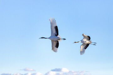 北海道　阿寒郡鶴居村のタンチョウ鶴
