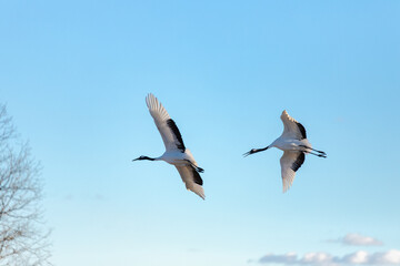 北海道　阿寒郡鶴居村のタンチョウ鶴