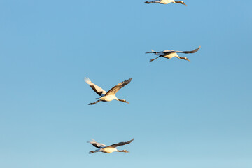 北海道　阿寒郡鶴居村のタンチョウ鶴