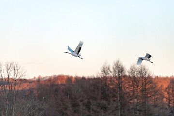 北海道　阿寒郡鶴居村のタンチョウ鶴
