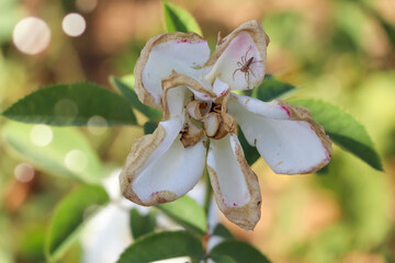 The rose is withered