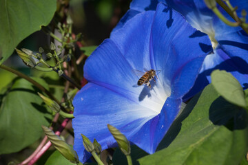 Blue Morning Glory Bloom and Honey Bee