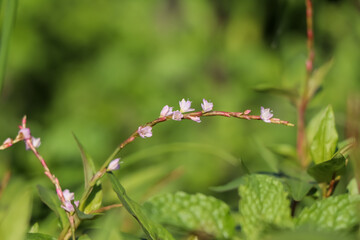 Vietnamese coriander flower