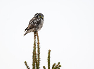 Northern Hawk Owl Sitting on Top of Spruce Tree on White Background, Isolated