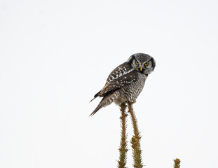 Northern Hawk Owl Sitting on Top of Spruce Tree on White Background, Isolated
