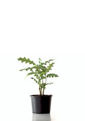 Sea holly is a biennial plant often found as a bottom layer in mangrove forests of Southeast Asia.