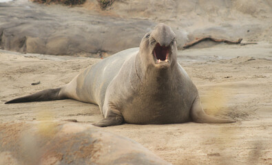 Northern Elephant Seal (Mirounga angustirostris) bellowing on the beach with its mouth wide open showing teeth.