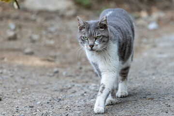 散歩するネコ