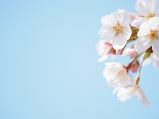 日本の桜の風景
