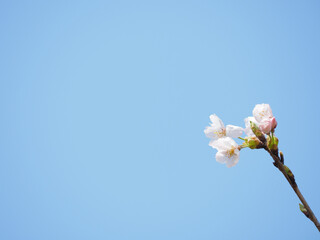 Fototapeta na wymiar 日本の桜の風景