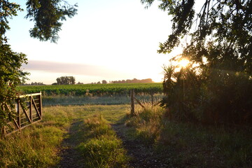 Atardecer campestre 1