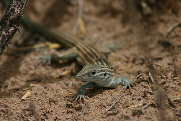 A beautiful pale blue and striped New Mexico Whiptail Lizard (Aspidoscelis neomexicanus).  This is an all-female species of lizard that is parthenogenic.  In other words, each female makes a clone. 