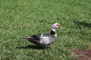 Pato