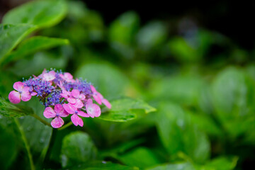 赤紫色のアジサイ
