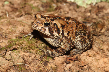 An American Toad (Anaxyrus americanus also known as Bufo americanus) seen in North Carolina. 