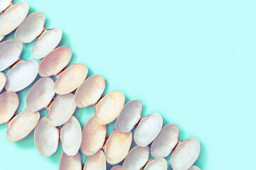 White and soft pink shells on turquoise color paper. Summer design background with natural beautiful seashells.