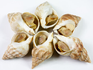 Six bulots dans une assiette blanche