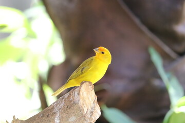 Pássaro Amarelo Canário