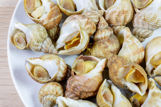 Bulots sur une assiette blanche