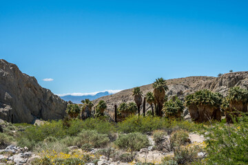 Pushawalla Palm Trees in Palm Springs, California