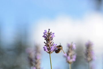 bee on lavender flower against a blue summer sky.