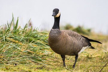 Endangered Dusky Canada Goose Caught Mid-Munch in Northwest Oregon