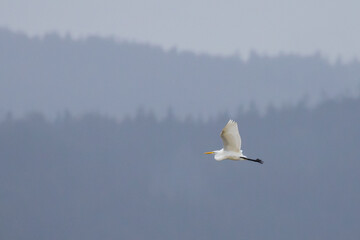 Great Egret Flies by Misty Fir Forest in Coastal Oregon Bay