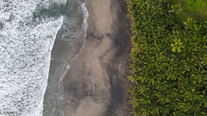 beach with coconut trees
