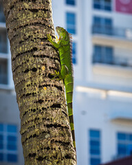 big iguana getting sun on a palm tree