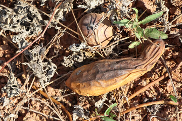 Luffa cylindrica are dying