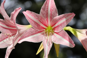 Fototapeta premium Hippeastrum johnsonii Bury flower