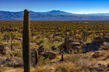A view of the desert landscape looking toward the distant mountains