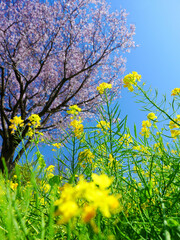 日本の春、菜の花畑と桜の木